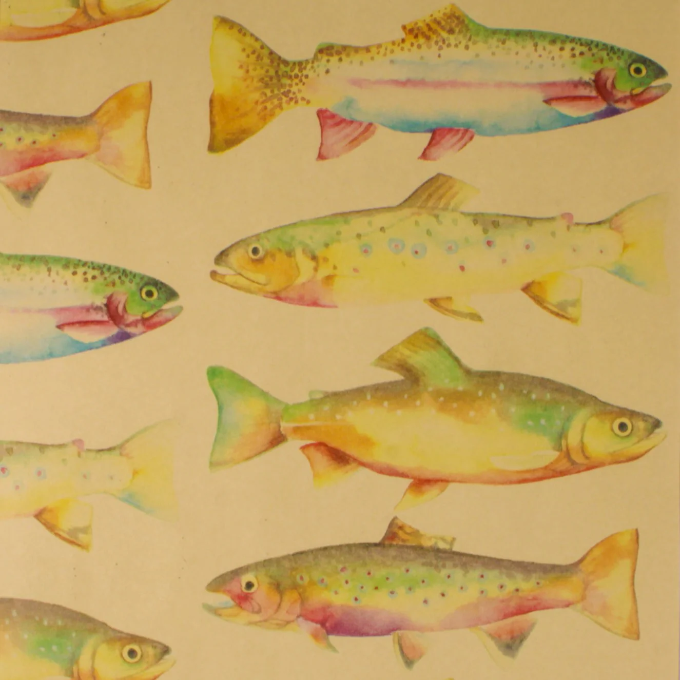 24" x 833 Feet Rainbow Trout Full Ream Gift Wrap